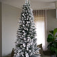 Snowy Pencil Pine – The Elegance of Winter (2.1M)