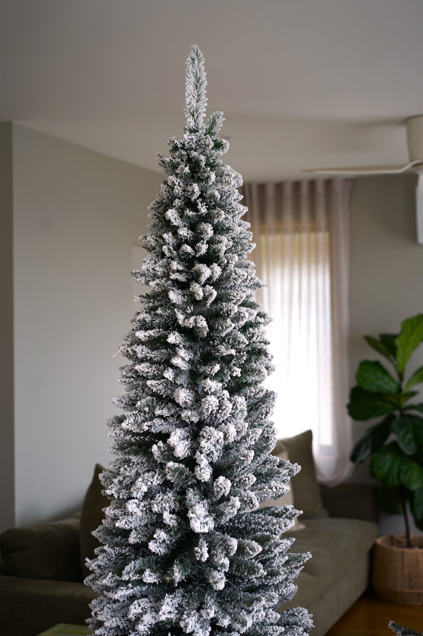 Snowy Pencil Pine – The Elegance of Winter (2.1M)