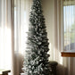 Snowy Pencil Pine – The Elegance of Winter (2.1M)